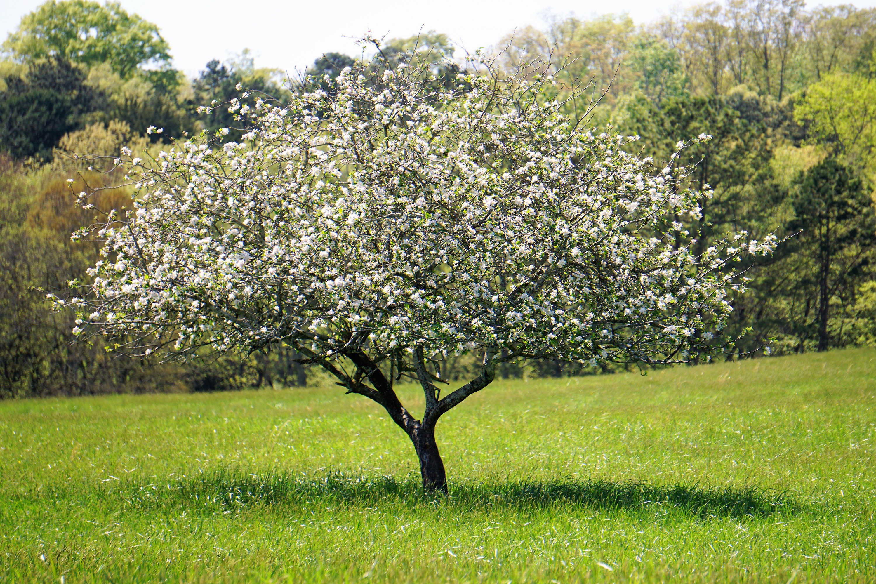 Catoosa tree